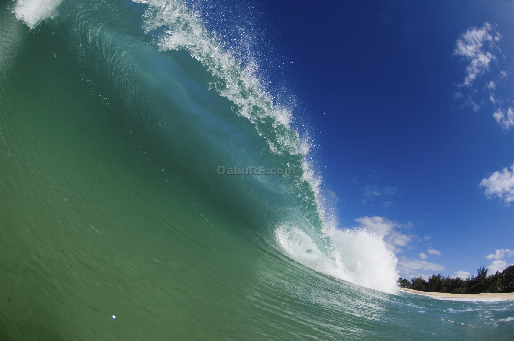 Classic Wave on the shore of Oahu