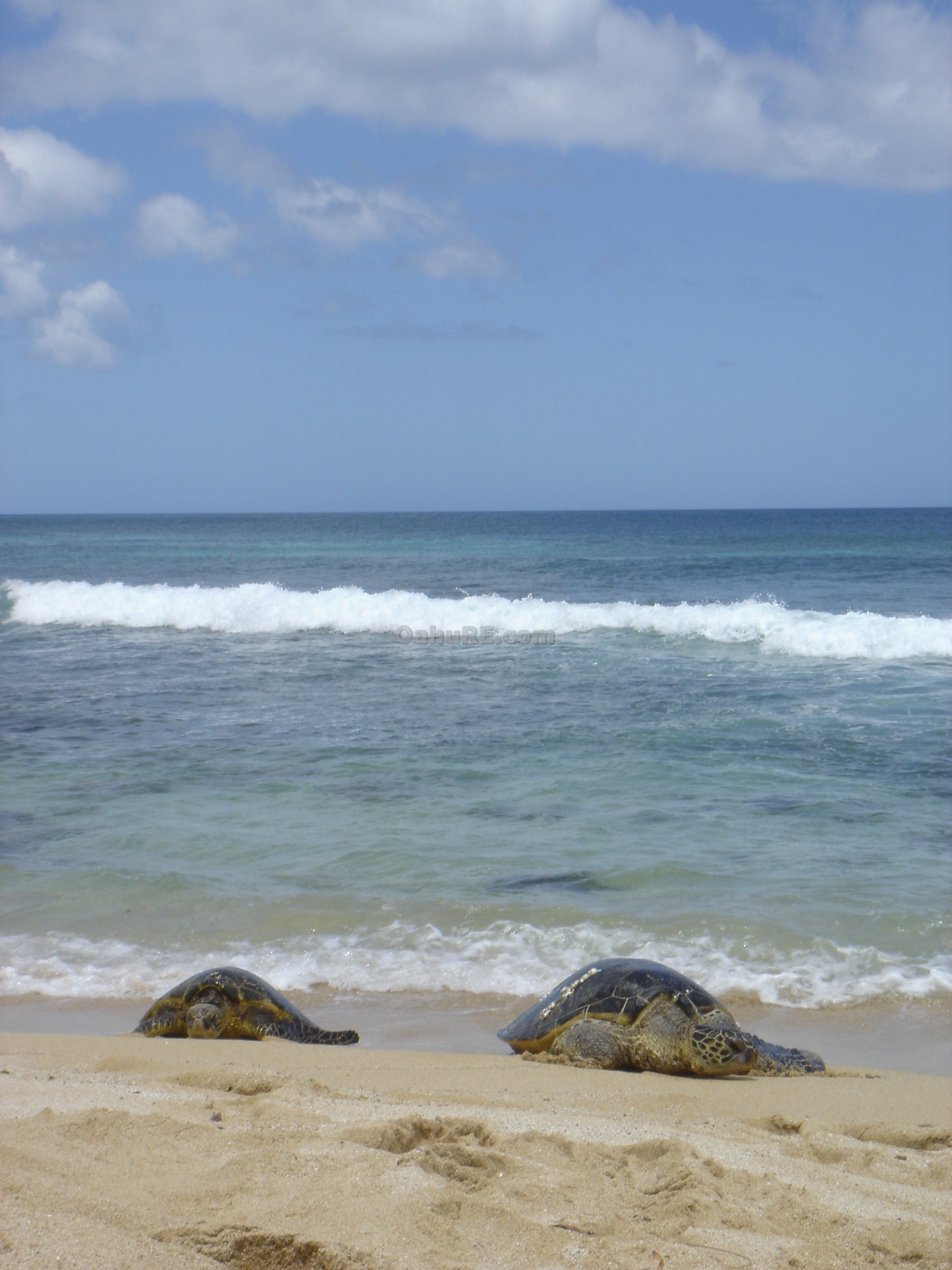 Turtles on Oahu Beach