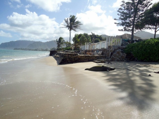 53-841 Kamehameha Highway