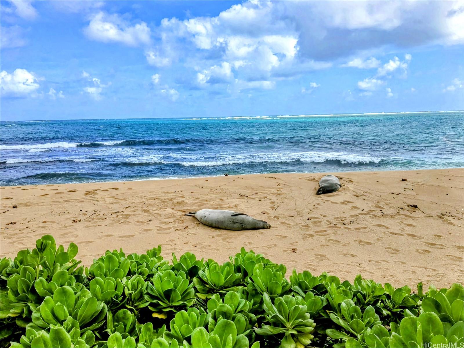 53-841 Kamehameha Highway