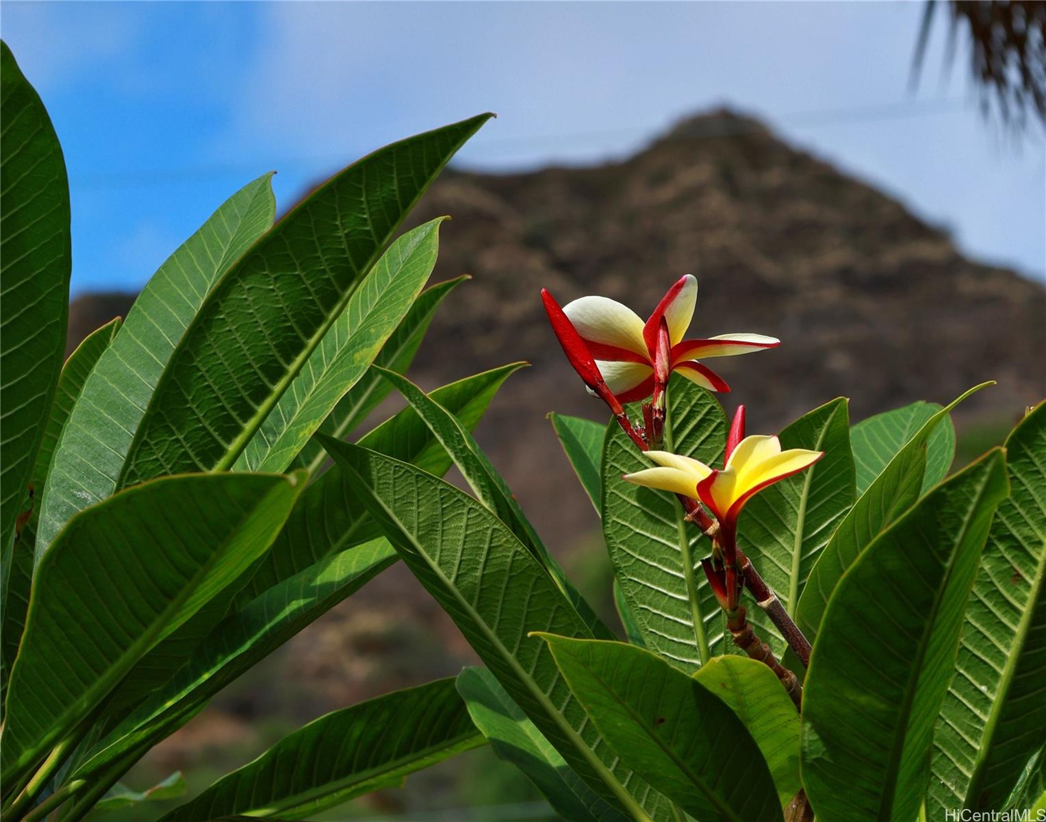 3063 Diamond Head Road