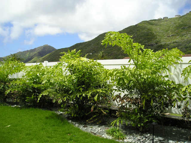 1360 Kaeleku Street 1360 Kaeleku Street