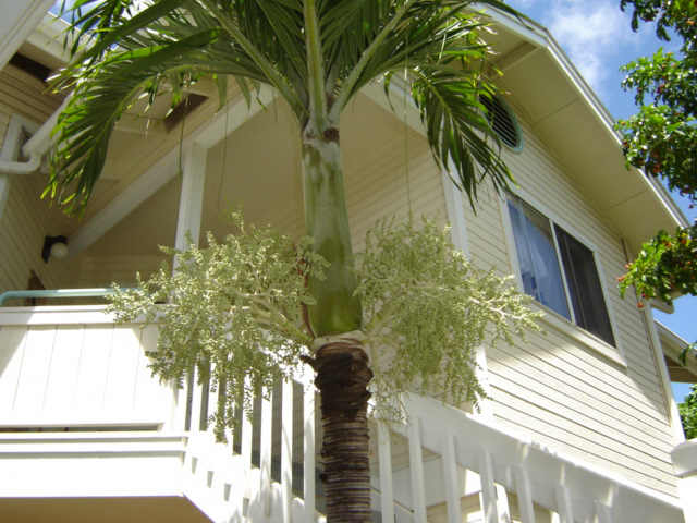 91-1121 Laaulu Street  Unit 10/B