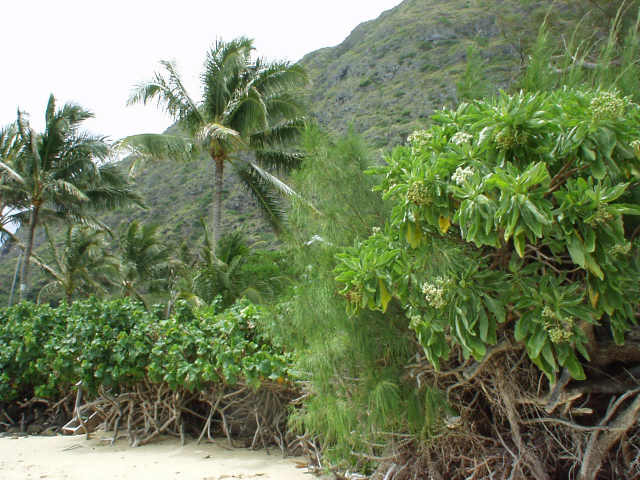 41-471 Kalanianaole Highway