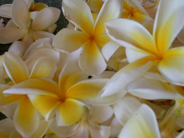 1777 Ala Moana Boulevard  Unit 901