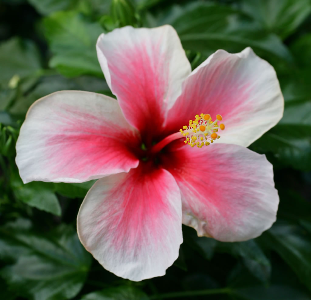 OahuRE - Hawaii Flowers